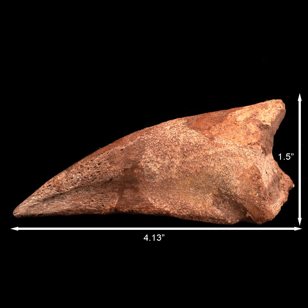 Spinosaurus Toe Claw For Sale 1