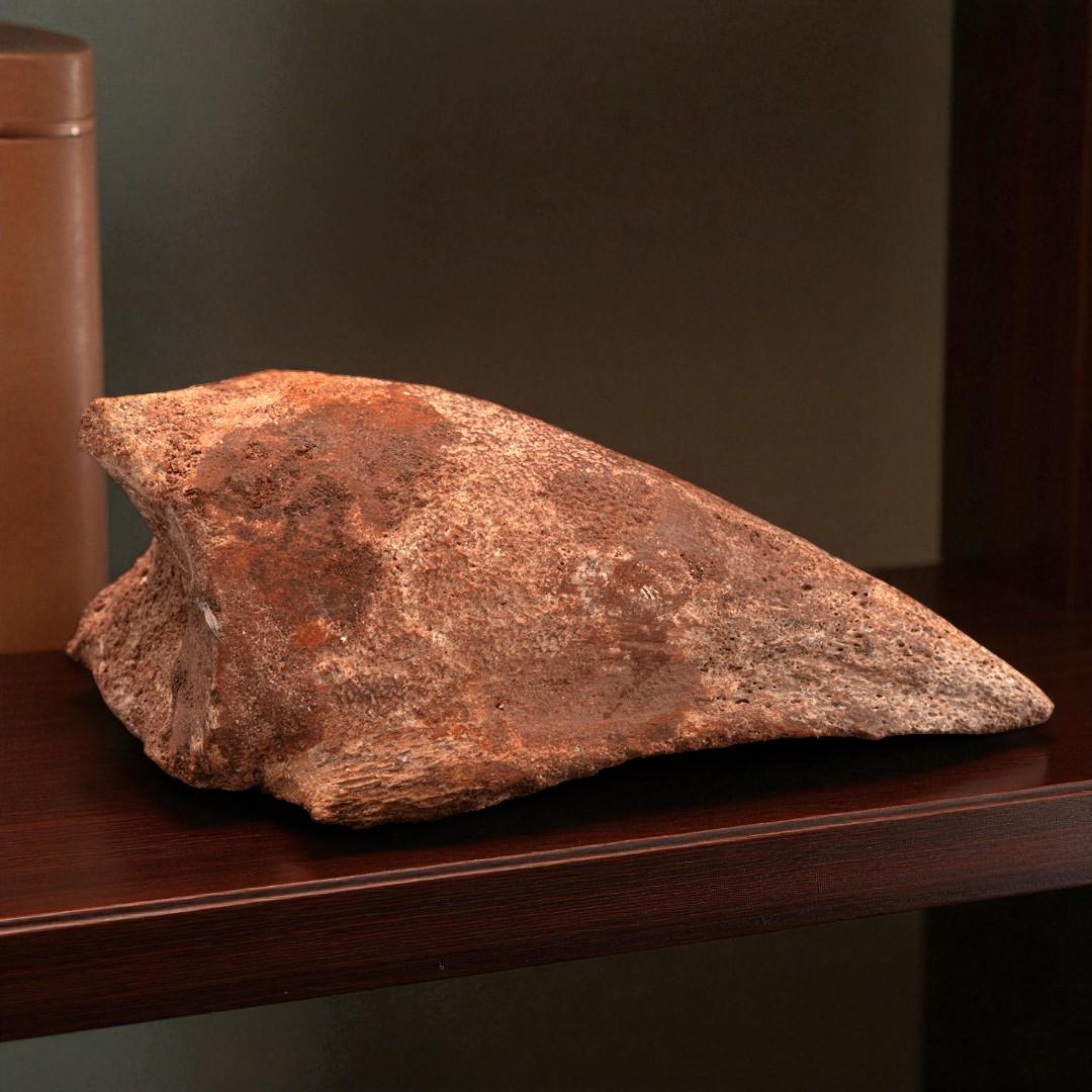 Other Spinosaurus Toe Claw For Sale