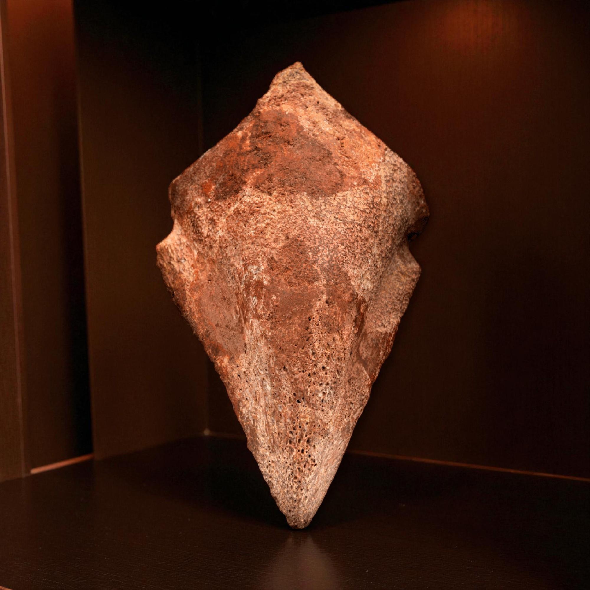 Spinosaurus Toe Claw For Sale 2