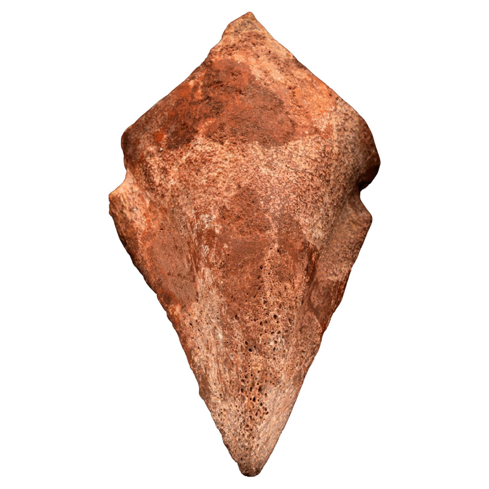 Spinosaurus Toe Claw For Sale