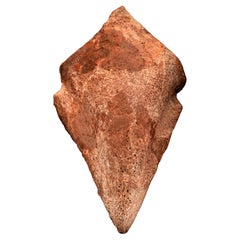 Spinosaurus Toe Claw