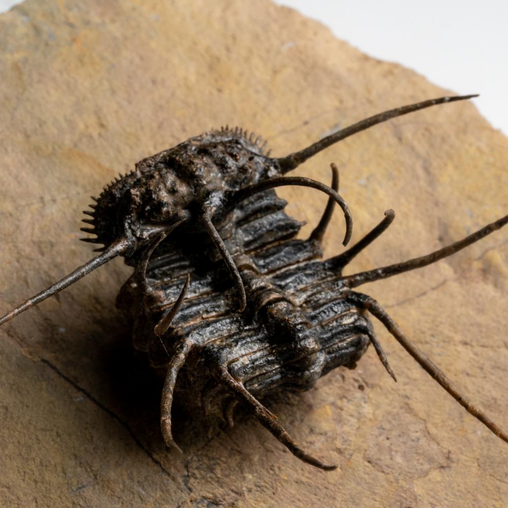 Spiny Ceratarges Trilobite Fossil sur Matrix du Maroc (299,6 grammes) en vente 4