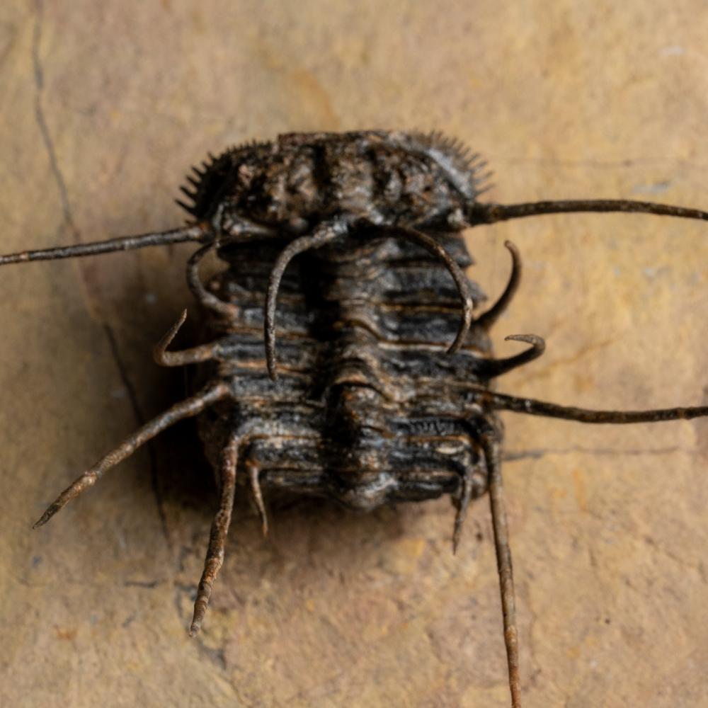 Ce trilobite d'apparence extraterrestre, connu sous le nom de Ceratarges ziregensis, a un aspect extraordinaire. Il est difficile de croire que cette créature a jadis parcouru les mers anciennes. Trouvé dans le calcaire du Dévonien moyen du Maroc,