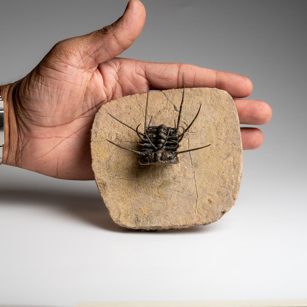 Marocain Spiny Ceratarges Trilobite Fossil sur Matrix du Maroc (299,6 grammes) en vente