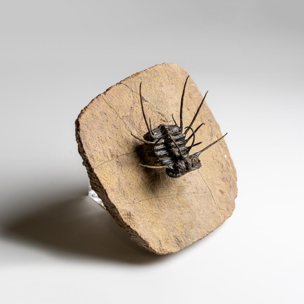 Spiny Ceratarges Trilobite Fossil sur Matrix du Maroc (299,6 grammes) Bon état - En vente à New York, NY