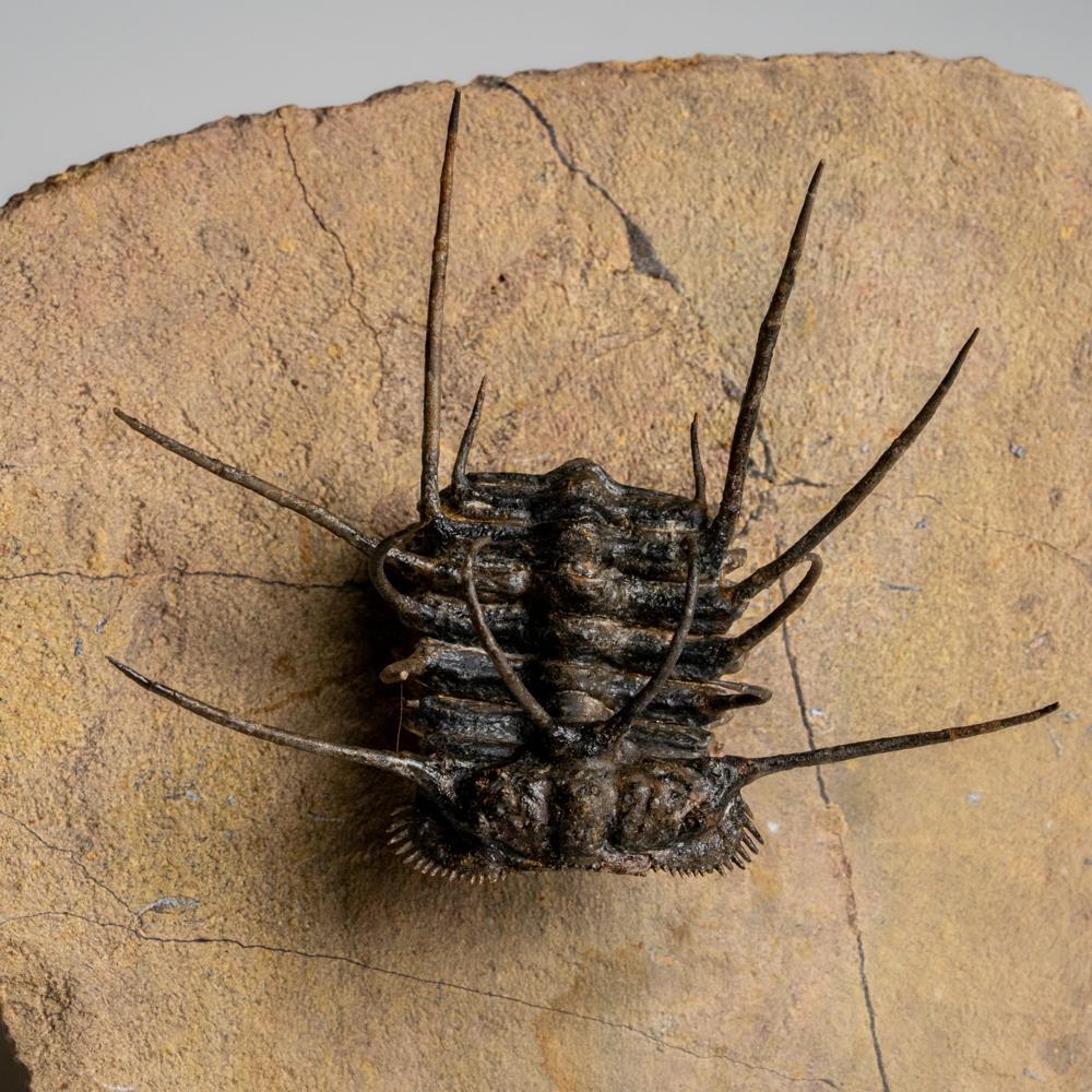 XVIIIe siècle et antérieur Spiny Ceratarges Trilobite Fossil sur Matrix du Maroc (299,6 grammes) en vente