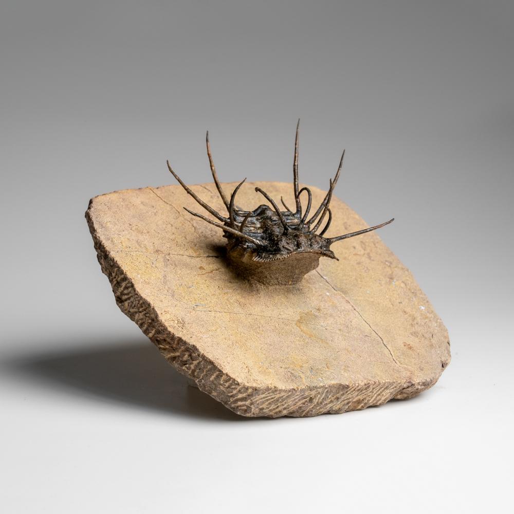 Autre Spiny Ceratarges Trilobite Fossil sur Matrix du Maroc (299,6 grammes) en vente