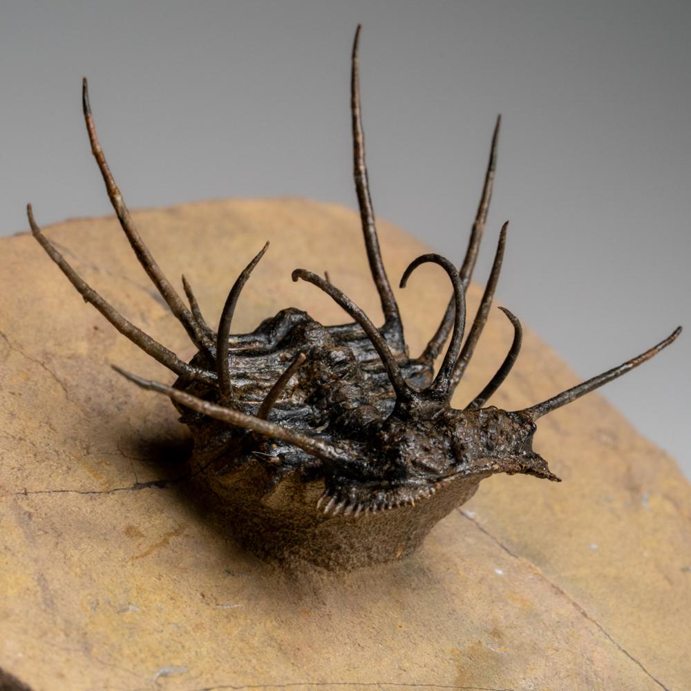 Spiny Ceratarges Trilobite Fossil sur Matrix du Maroc (299,6 grammes) en vente 2