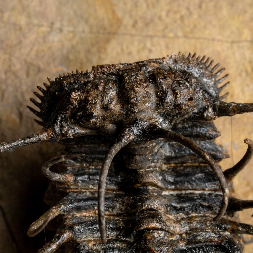 Spiny Ceratarges Trilobite Fossil sur Matrix du Maroc (299,6 grammes) en vente 3