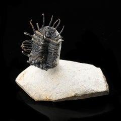 Spiny Trilobite Fossil from Morocco — Rare Paleozoic Arthropod