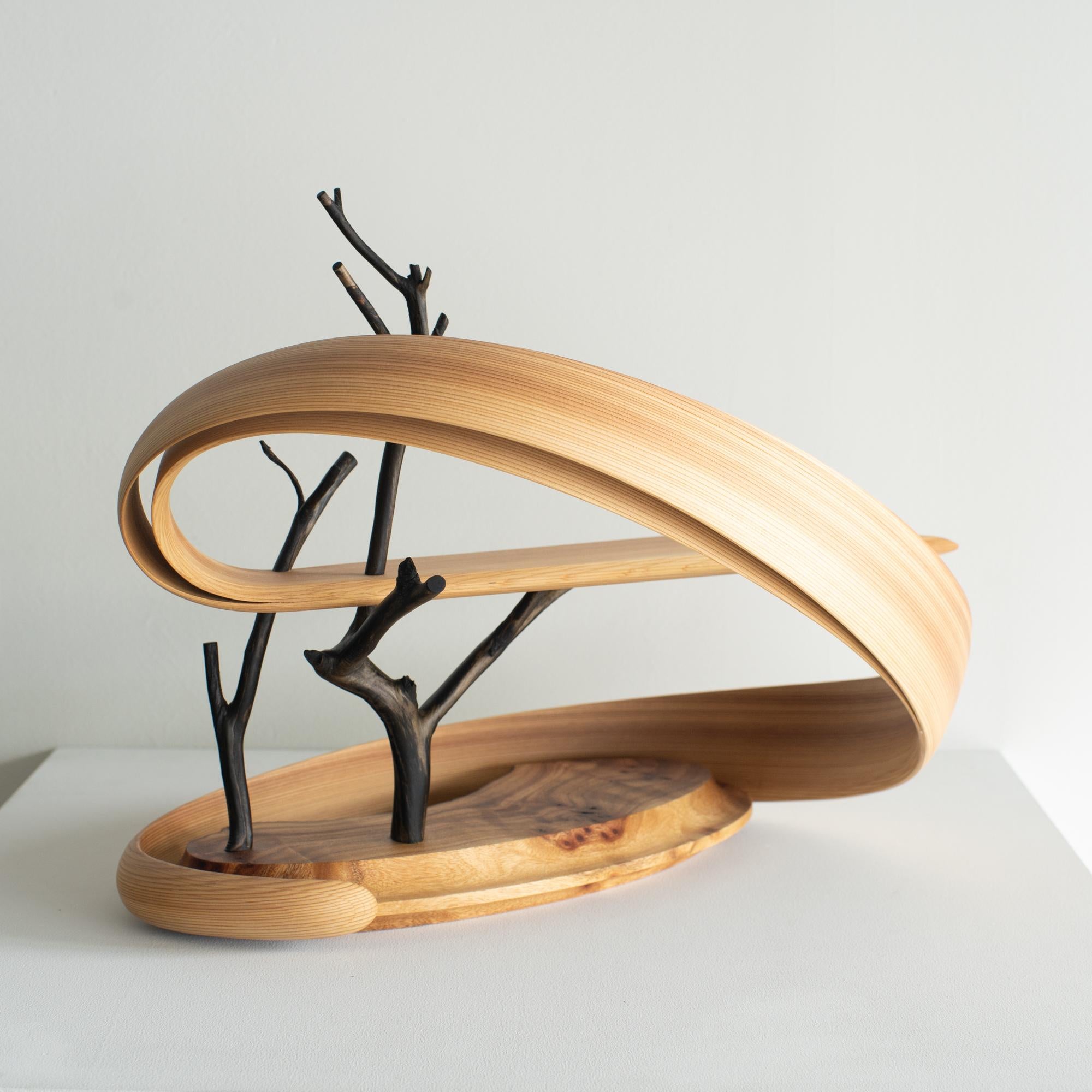 Wood Spiral6 Kenta Hirai Japanese Contemporary Bentwood Sculpture For Sale