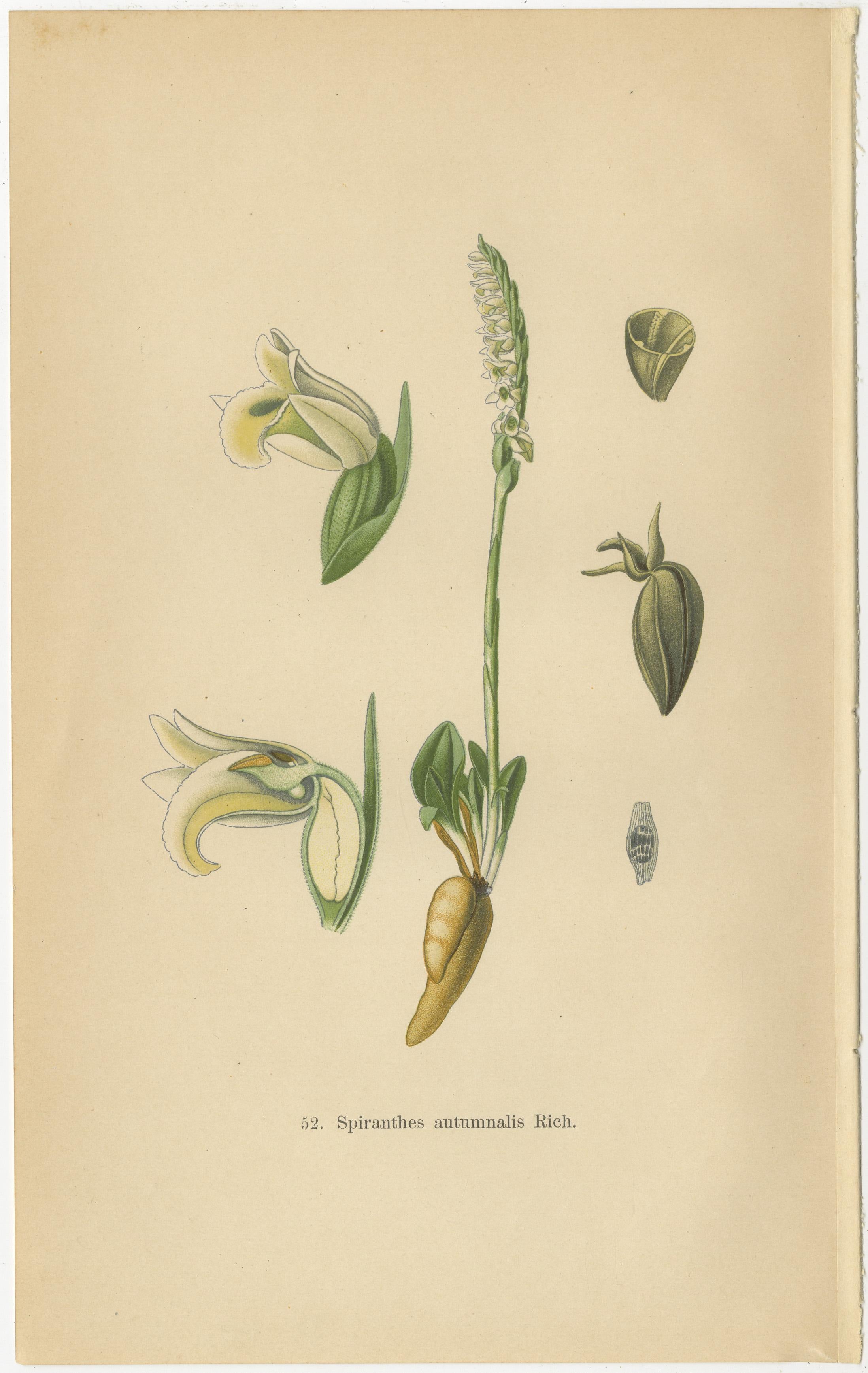 Spiranthes Splendor: Vintage Botanicals from 1904 In Good Condition For Sale In Langweer, NL