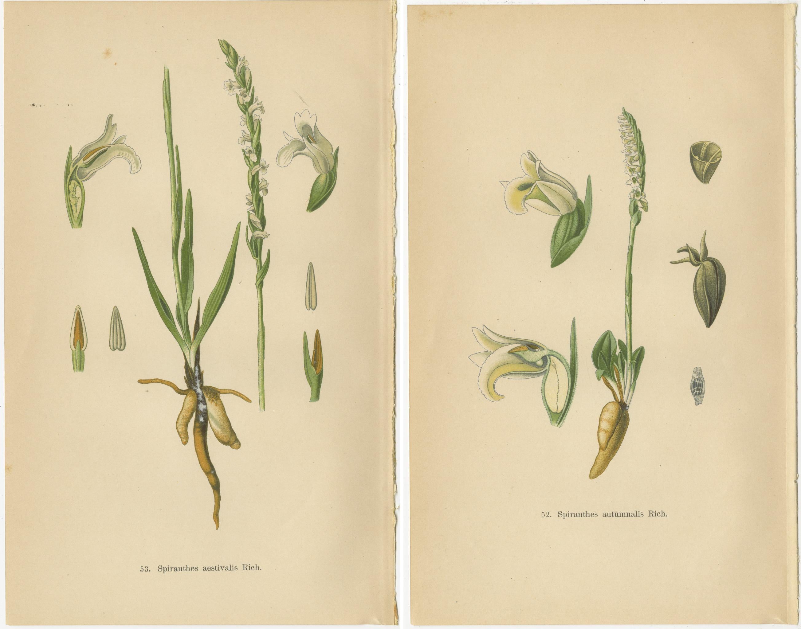 Early 20th Century Spiranthes Splendor: Vintage Botanicals from 1904 For Sale
