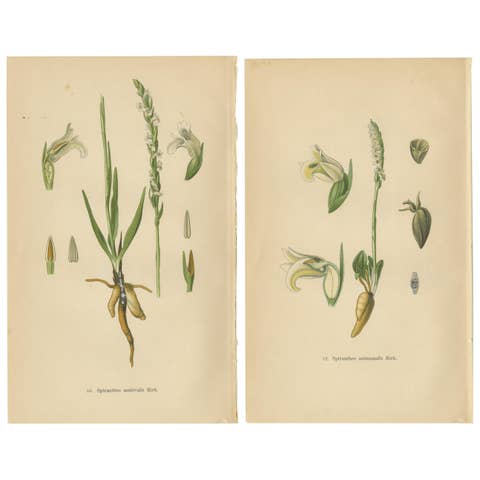Spiranthes Splendor: Vintage Botanicals from 1904
