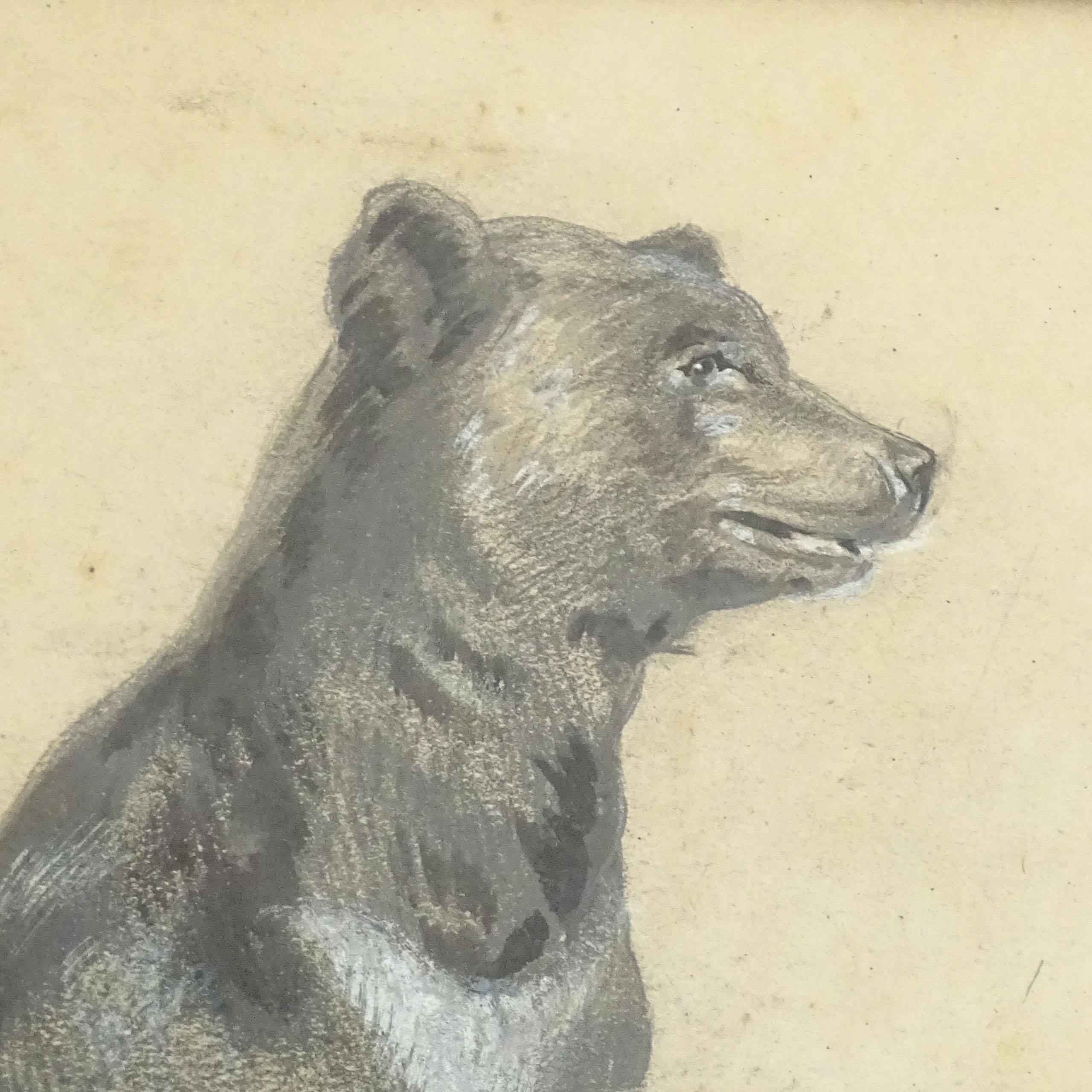 Splendid And Realistic Pencil and Paint Drawing Of a Standing Bear.
Framed in a wooden frame.
Italy 1920s
Signed Paoletti.