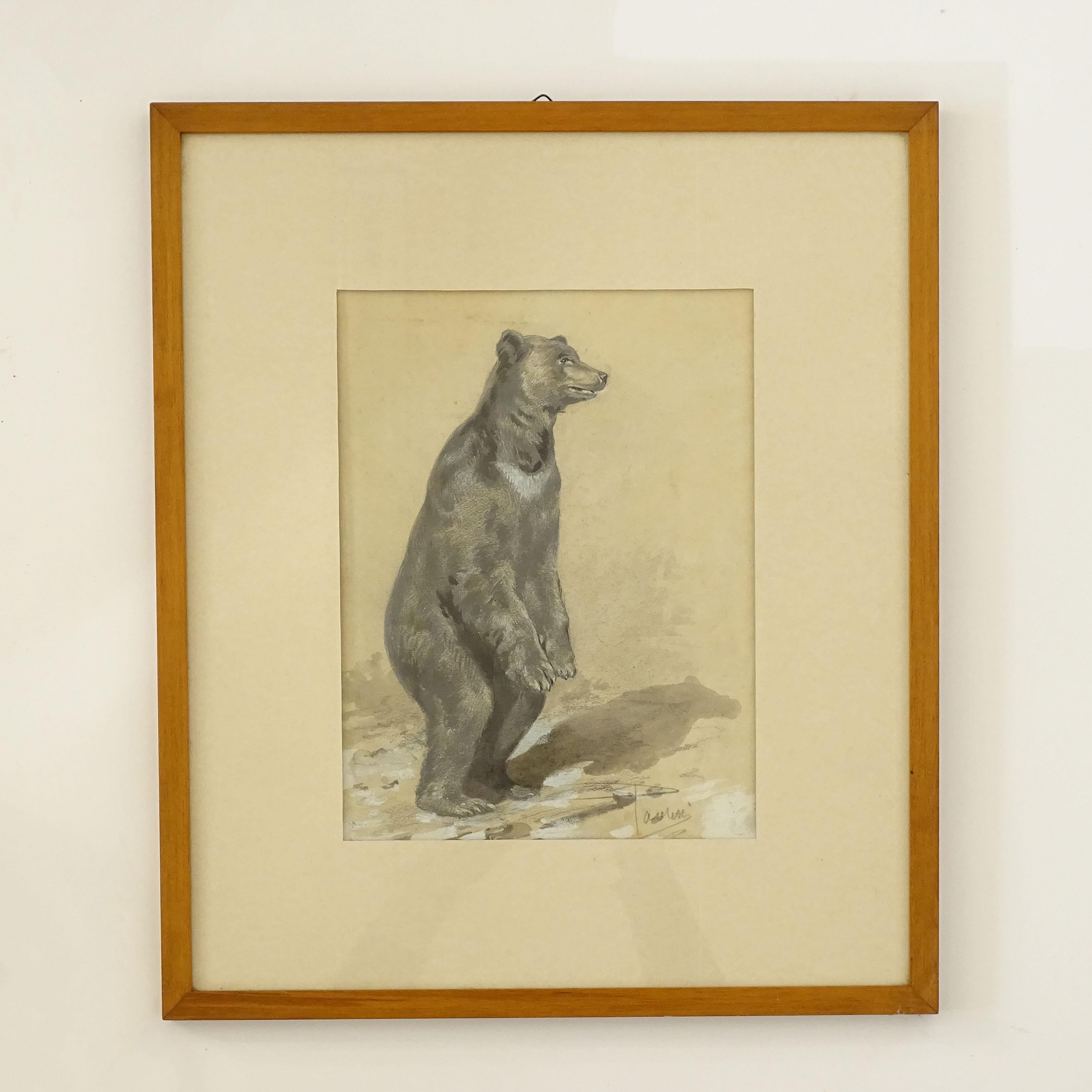 Italian Splendid Pencil and Paint Drawing Of a Standing Bear, Italy 1920s For Sale