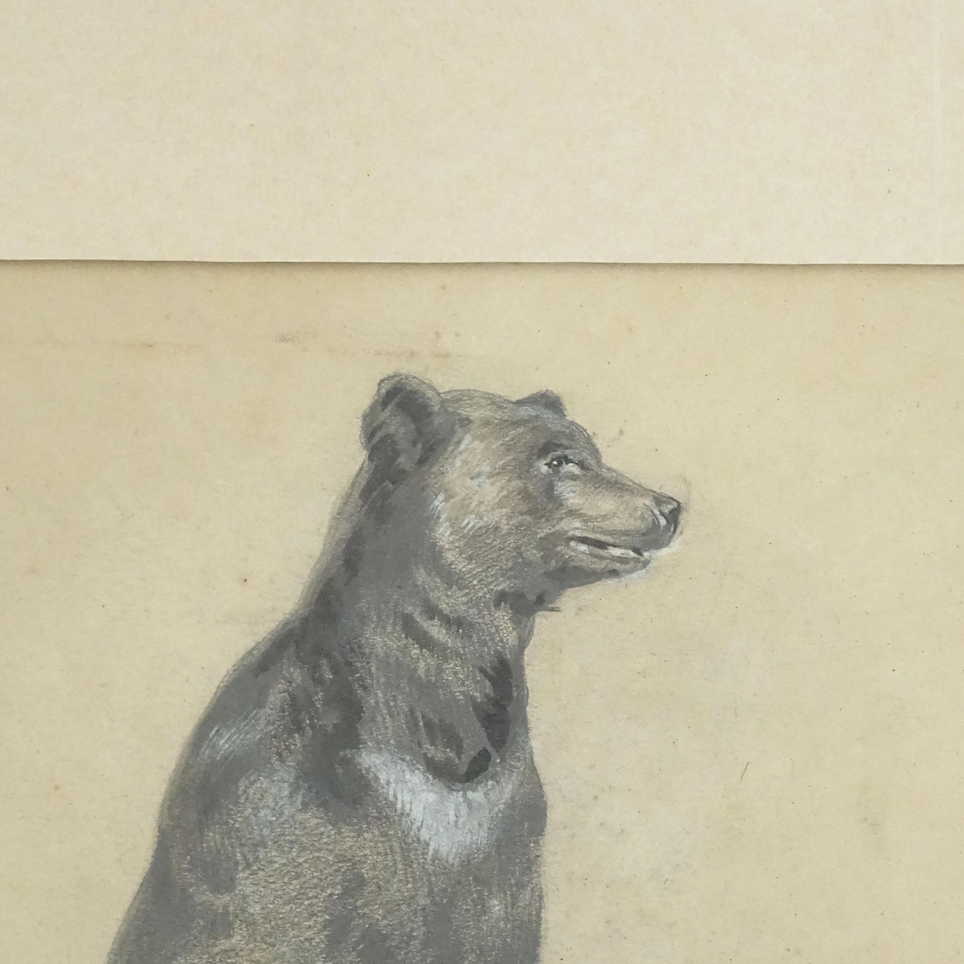 Splendid Pencil and Paint Drawing Of a Standing Bear, Italy 1920s In Good Condition For Sale In Milan, IT