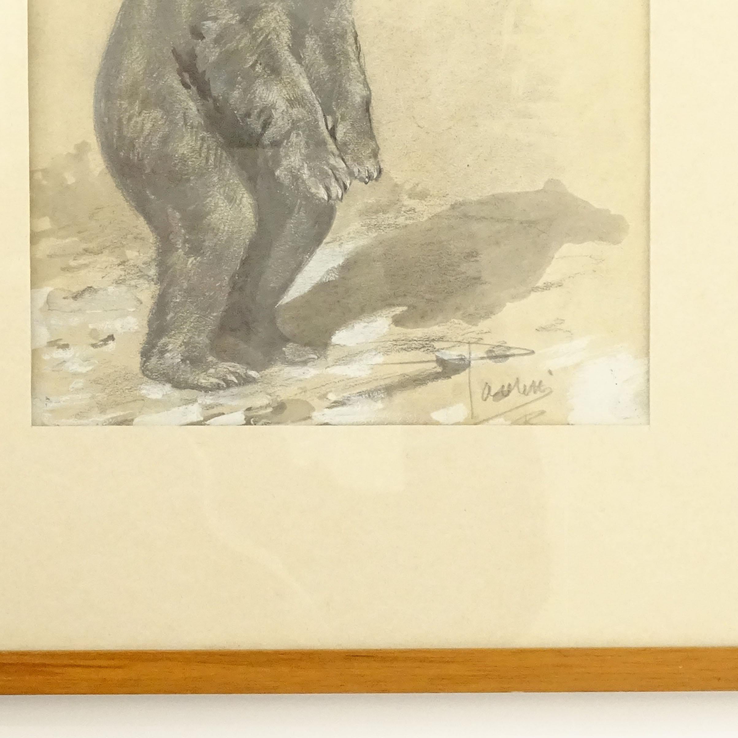 Early 20th Century Splendid Pencil and Paint Drawing Of a Standing Bear, Italy 1920s For Sale