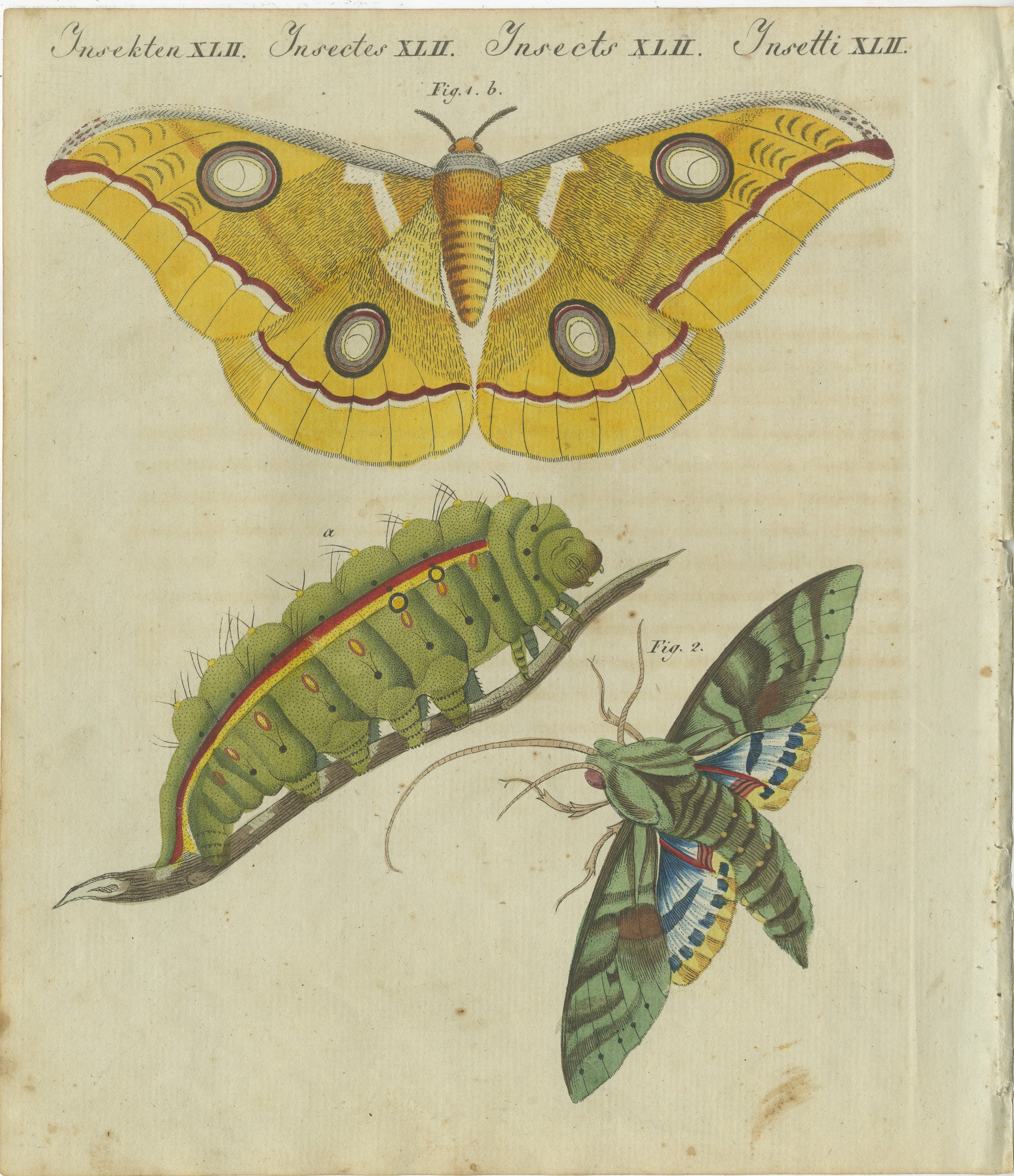 This hand-coloured copperplate engraving from Friedrich Johann Bertuch’s *Bilderbuch für Kinder* (Picture Book for Children) showcases two captivating insects in extraordinary detail. The magnificent Saturn moth (Fig. 1) with its vivid yellow wings