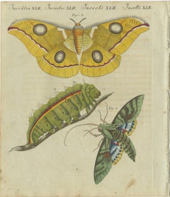 Splendid Saturn Moth and Green Hawkmoth: Exquisite Insects from a 1805 Work
