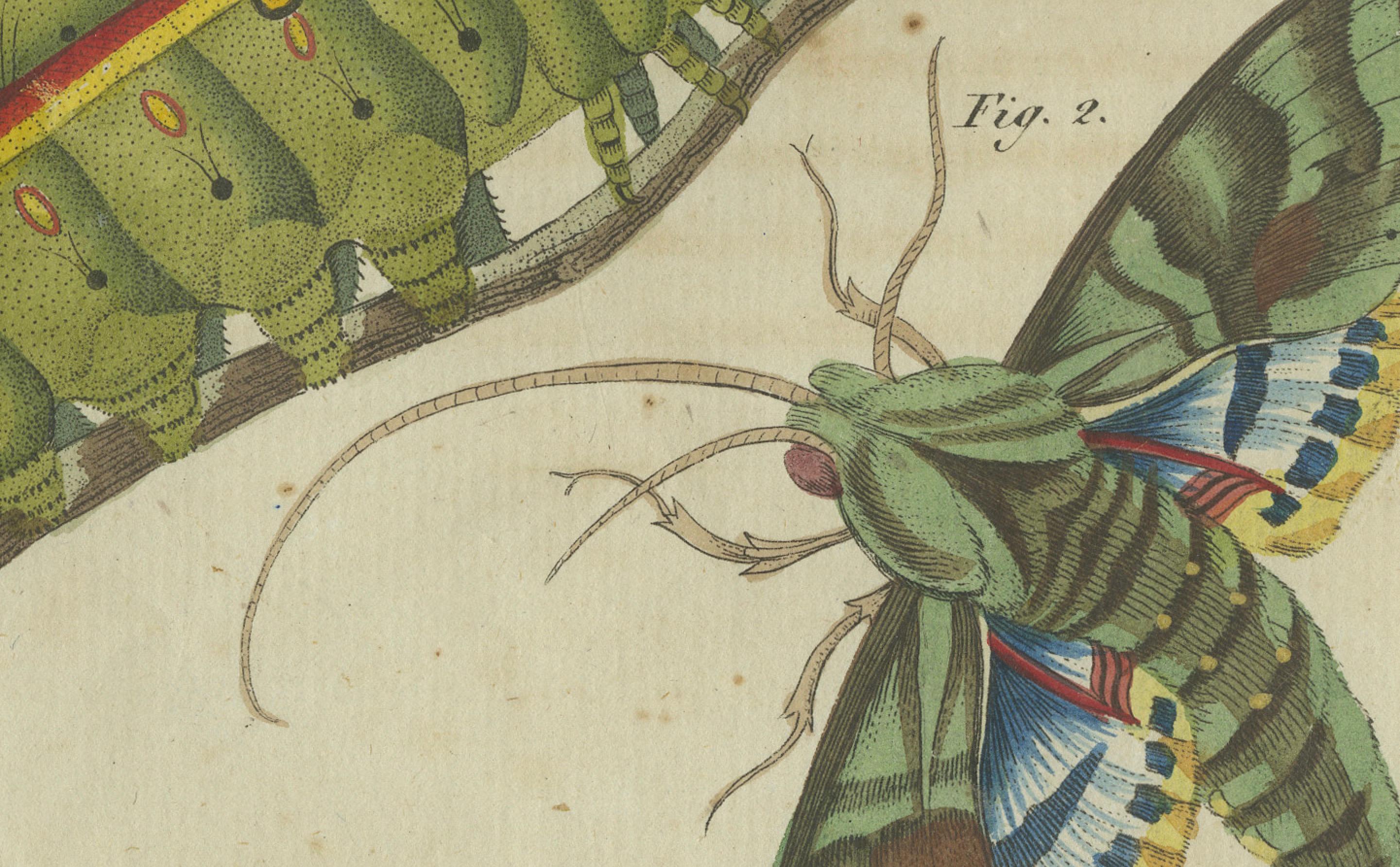 Engraved Splendid Saturn Moth and Green Hawkmoth: Exquisite Insects from a 1805 Work For Sale
