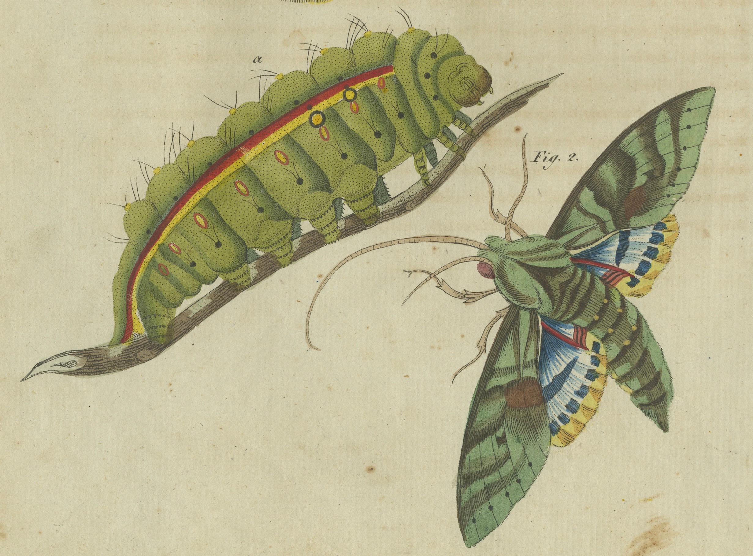 Splendid Saturn Moth and Green Hawkmoth: Exquisite Insects from a 1805 Work In Good Condition For Sale In Langweer, NL