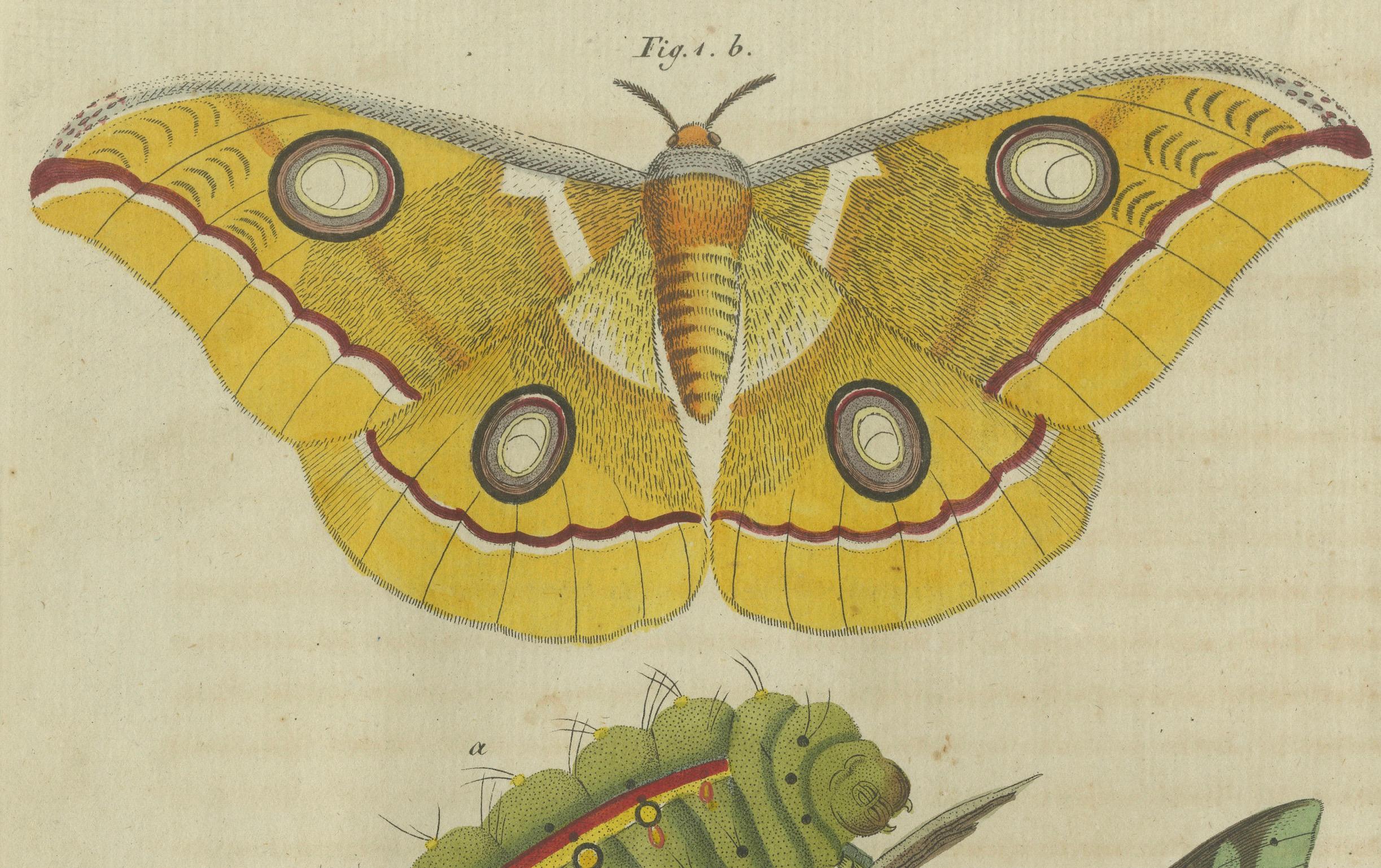 Early 19th Century Splendid Saturn Moth and Green Hawkmoth: Exquisite Insects from a 1805 Work For Sale