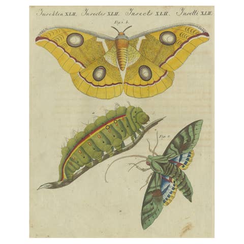 Splendid Saturn Moth and Green Hawkmoth: Exquisite Insects from a 1805 Work
