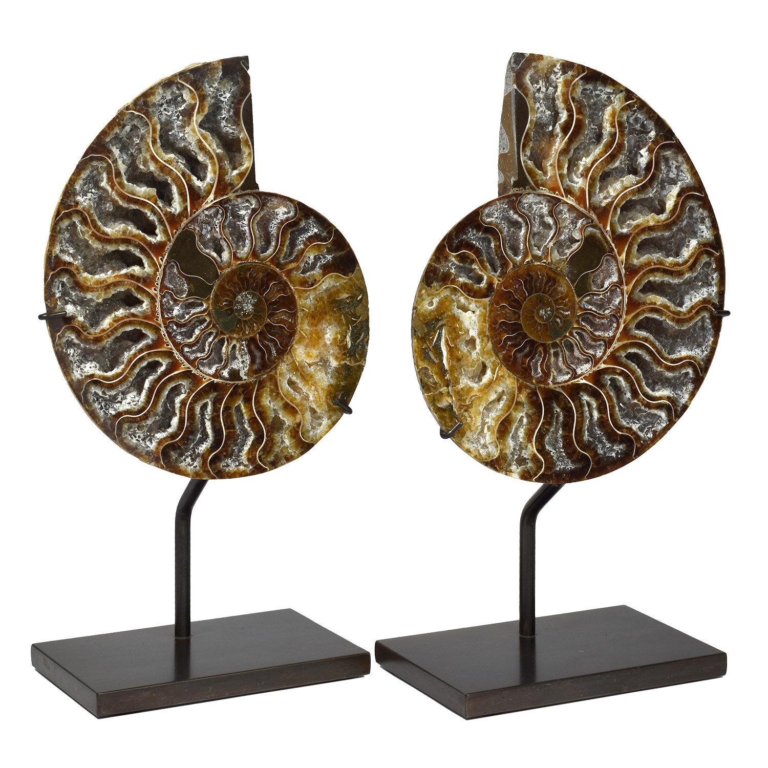 An excellent quality split ammonite fossil.  We hand pick each set, looking for minimal grey matrix filled chambers.  The more chambers that are filled with crystals, to our minds, are the better quality specimens. 

Ammonites were cephalopods that