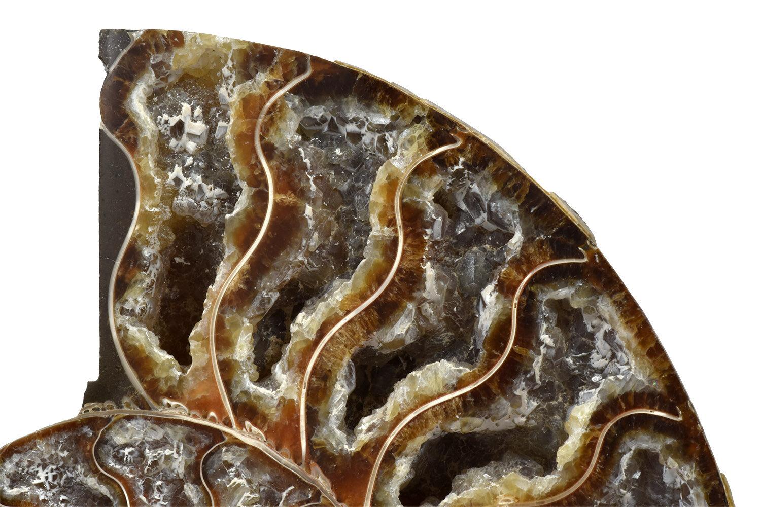 Polished Split Ammonite Fossil, Custom Mounted, Jurassic, Cretaceous Period