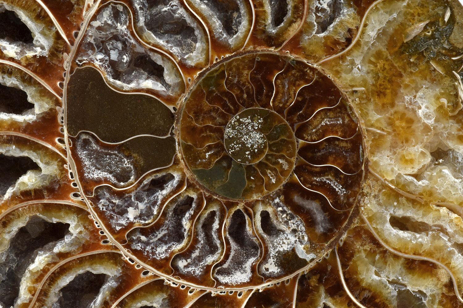 Split Ammonite Fossil, Custom Mounted, Jurassic, Cretaceous Period In Excellent Condition In Point Richmond, CA