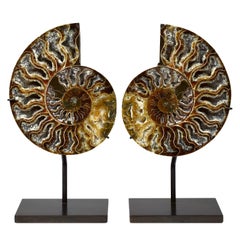 Split Ammonite Fossil, Custom Mounted, Jurassic, Cretaceous Period