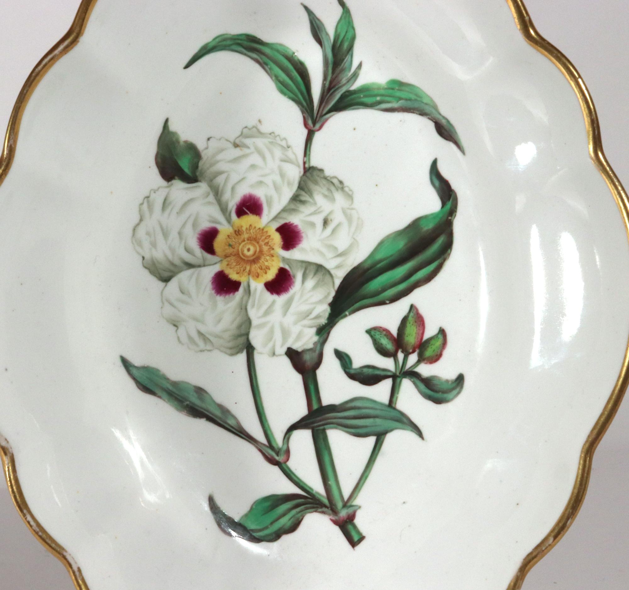 Spode Porcelain Botanical Specimen Dishes- A Pair. After William Curtis For Sale 7