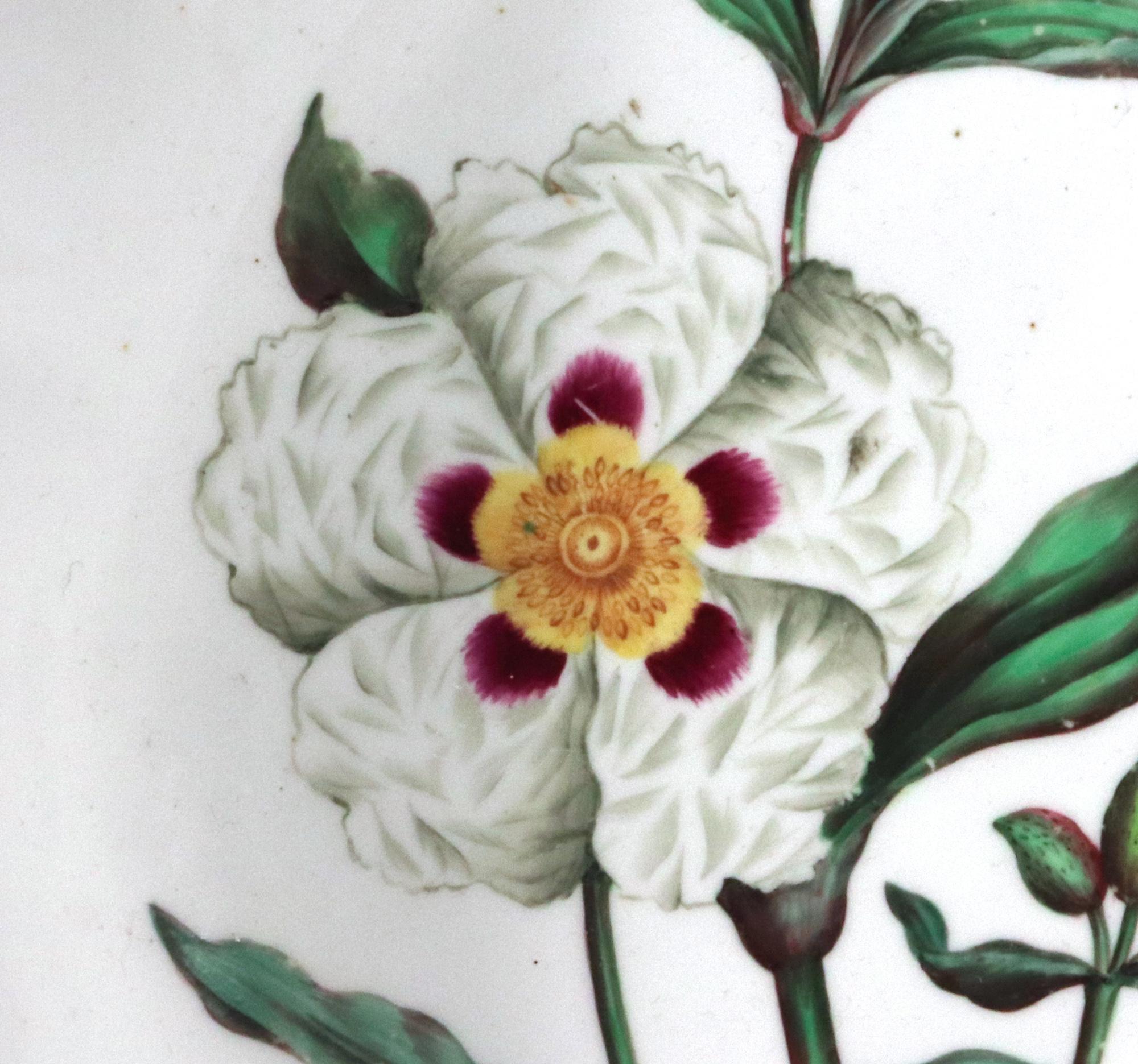 Spode Porcelain Botanical Specimen Dishes- A Pair. After William Curtis For Sale 10
