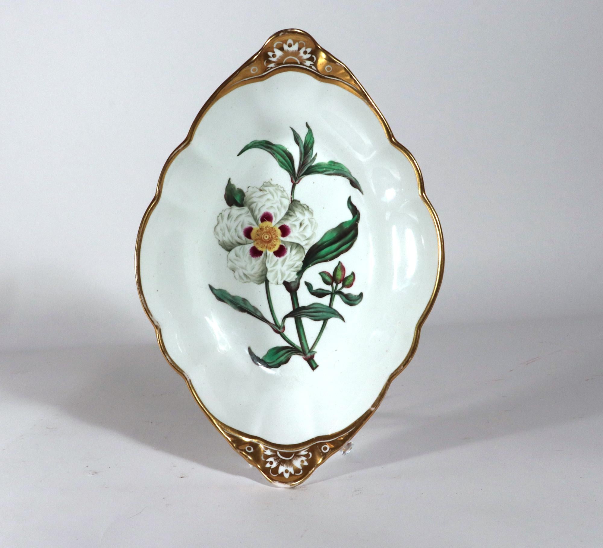 Regency Spode Porcelain Botanical Specimen Dishes- A Pair. After William Curtis For Sale
