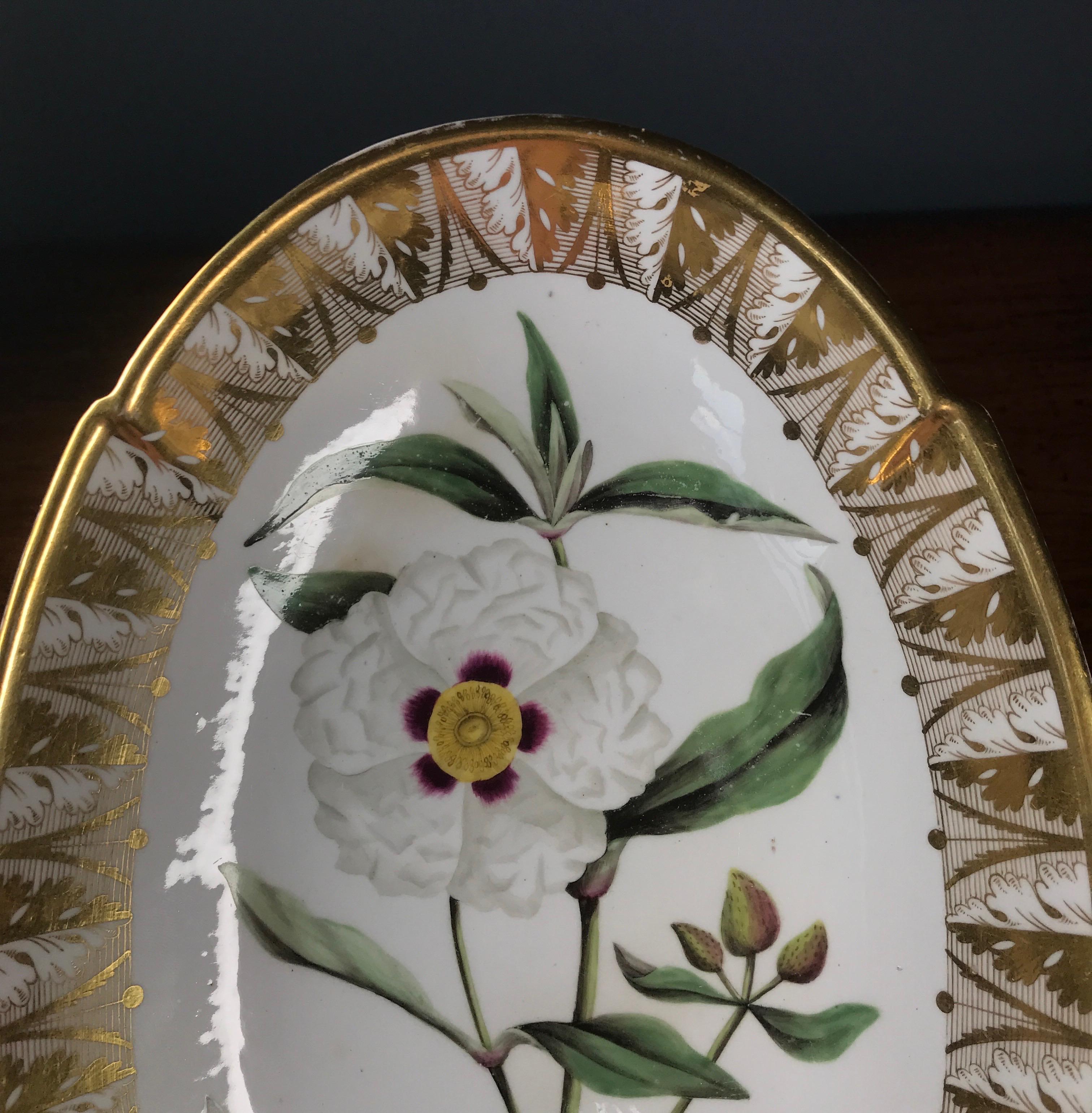 Rare Spode botanical oval dish from a dessert service, superbly painted with a lifesize specimen of Laudanum, titled to the back in red script with the common name ‘Gum Cistus’, set within richly gilt acanthus leaf border. 
Unmarked, 
circa