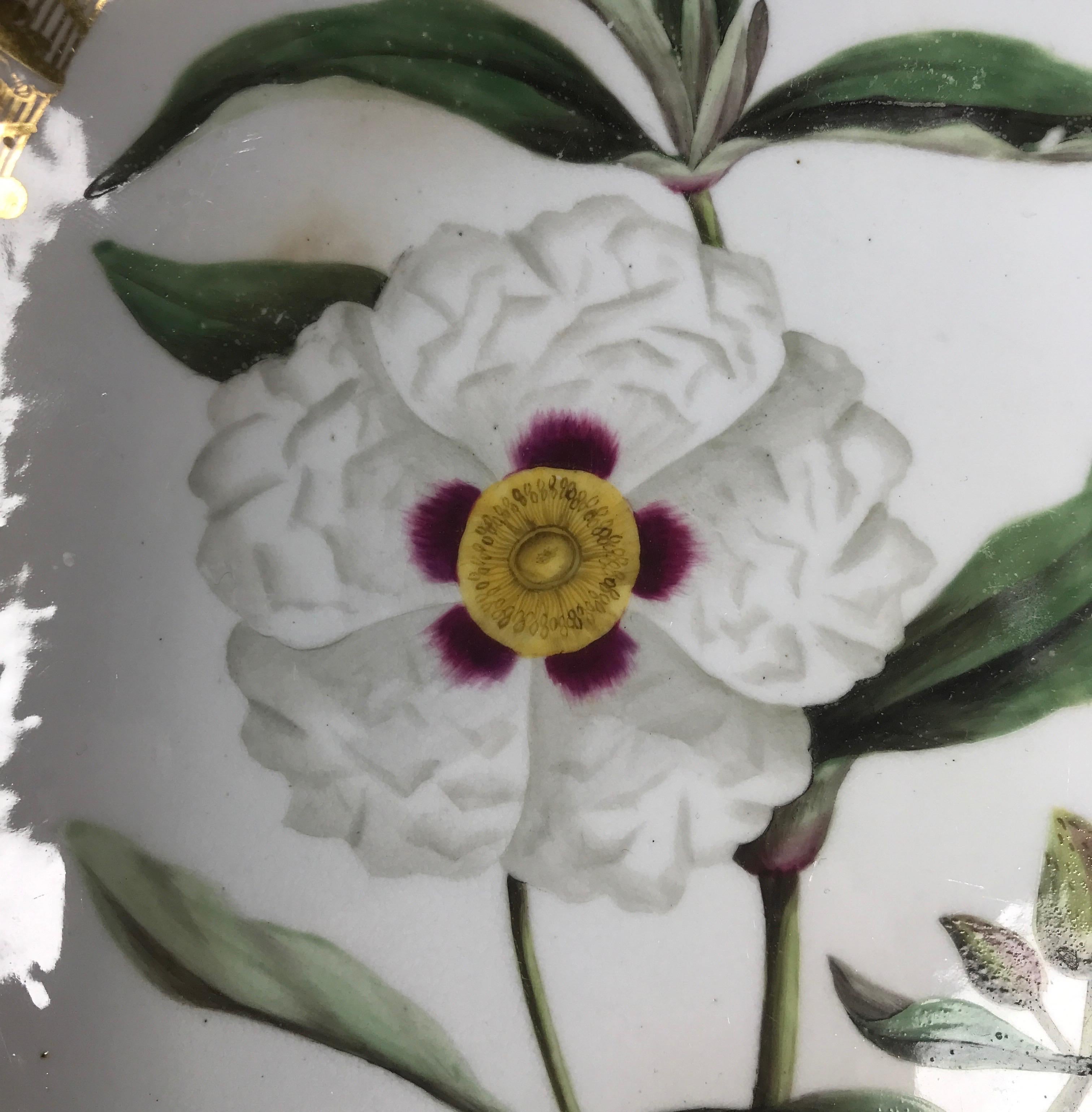 British Spode Porcelain Oval Dish, ‘Gum Cistus’, c. 1800 For Sale