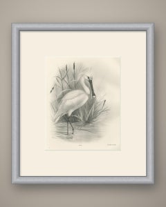 Spoonbill, Antique Bird Print after Lilian Medland, circa 1909