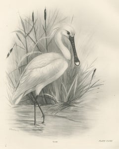 Spoonbill, Antique Bird Print after Lilian Medland, circa 1909