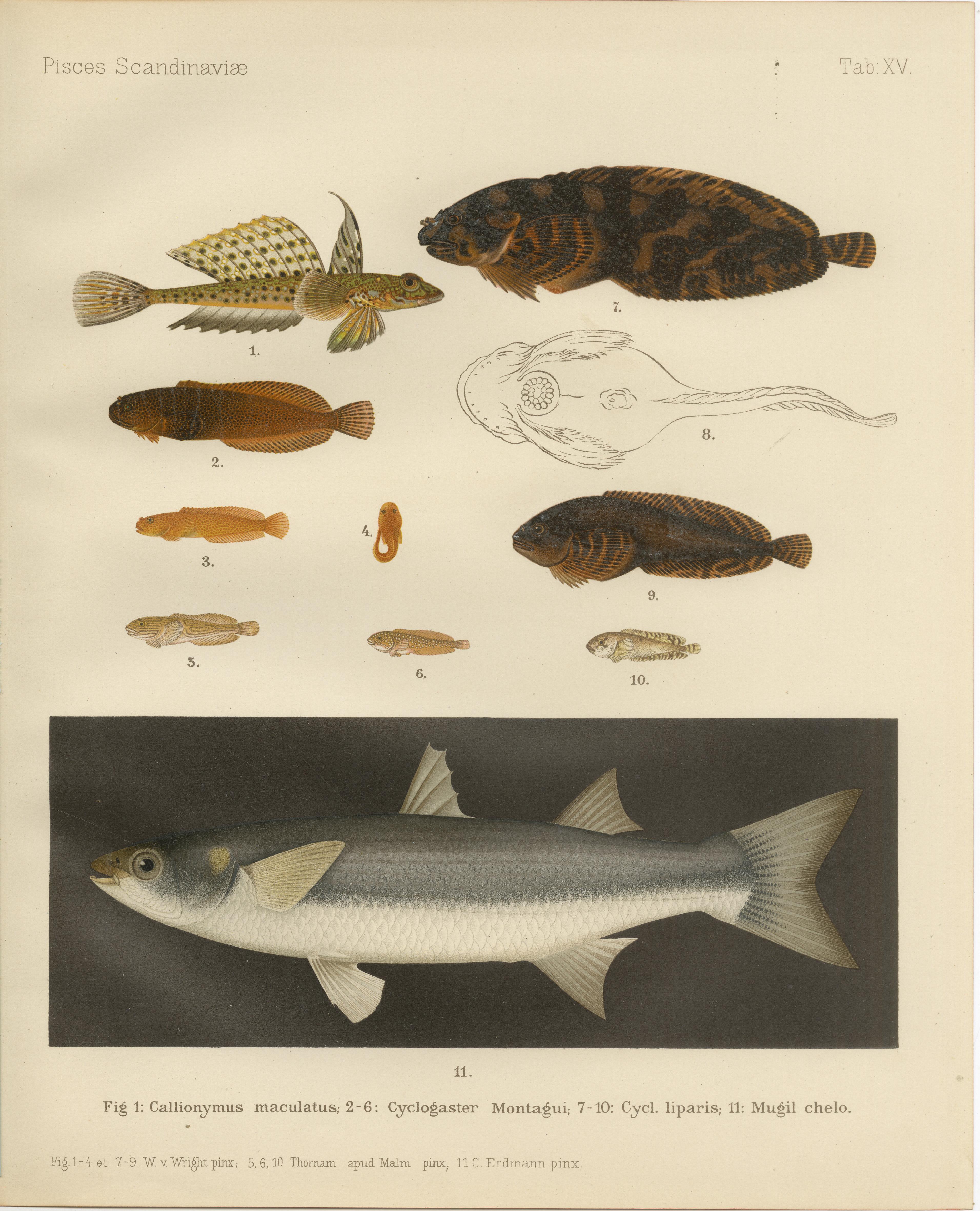 Dragoncillo moteado, chupete de Montagu, liparis y mújol gris de labios gruesos - Impresionante litografía de peces escandinavos  

Esta notable litografía del siglo XIX de *Skandinaviens Fiskar* presenta una impresionante variedad de especies de
