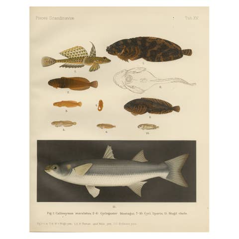 Spotted Dragonet, Montagu’s Sucker, Liparis, Thicklip Grey Mullet - Fish Prints