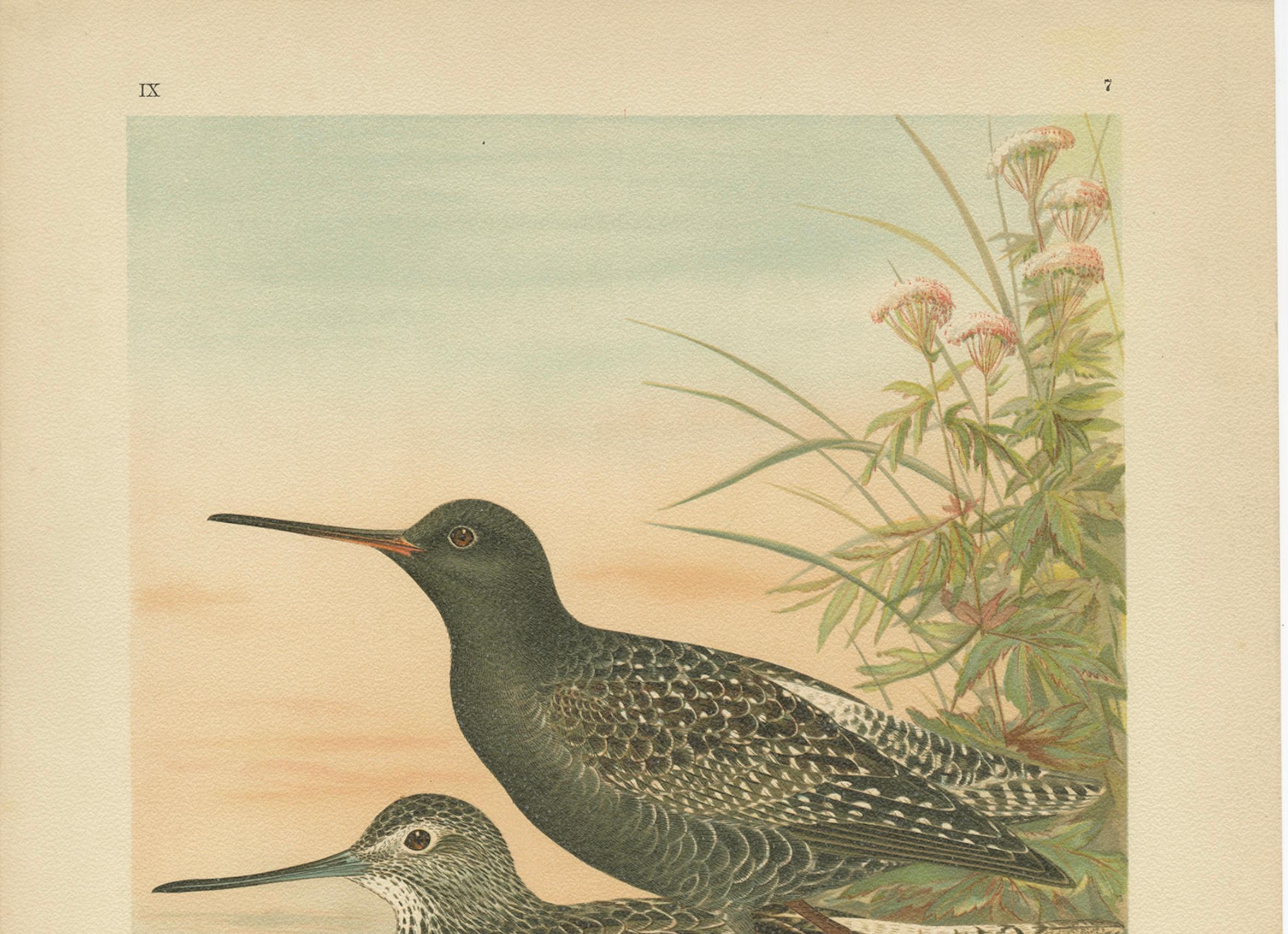 Spotted Redshank and Greenshank, Antique Shorebird Lithograph c.1895

This richly colored antique ornithological print depicts two closely related European wading birds: the Spotted Redshank (*Totanus fuscus*) and the Common Greenshank (Totanus