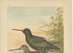 Spotted Redshank and Greenshank, Antique Shorebird Lithograph c.1895