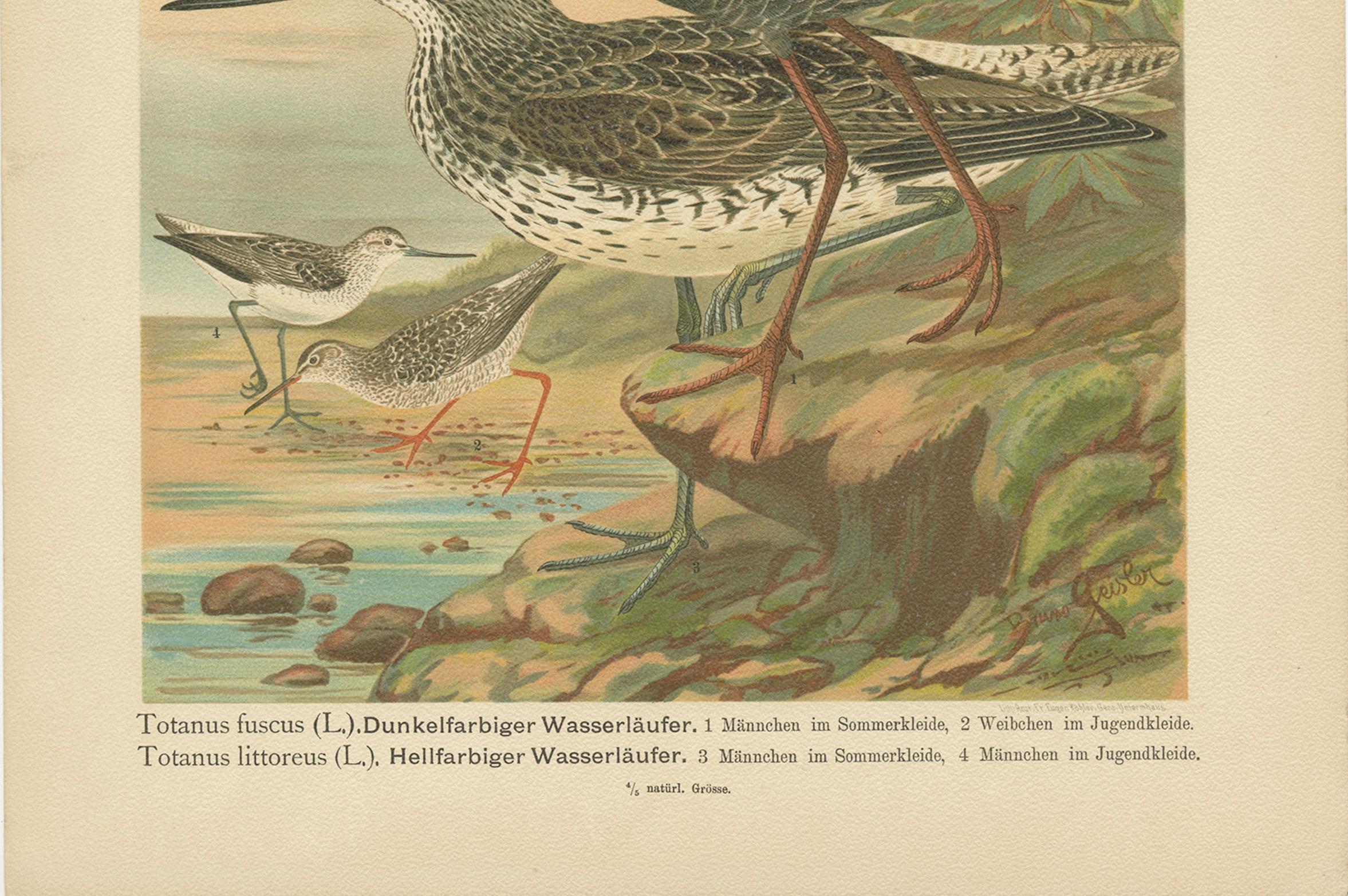 Spotted Redshank and Greenshank, Antique Shorebird Lithograph c.1895 In Good Condition For Sale In Langweer, NL