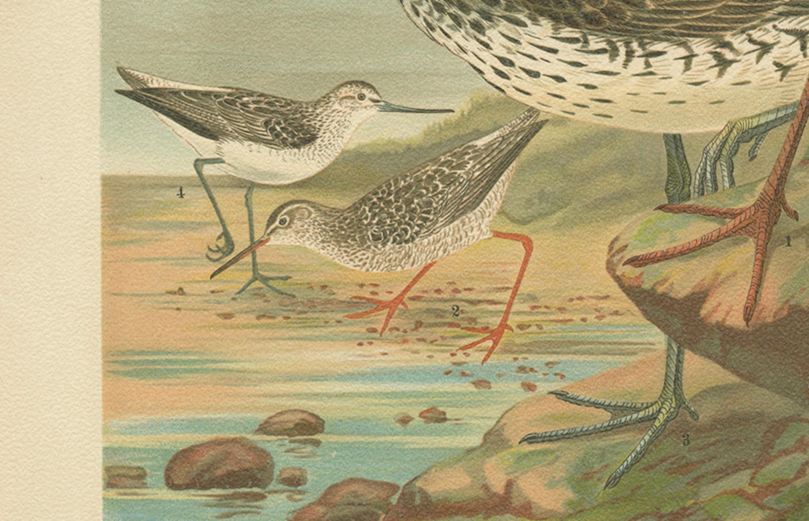 19th Century Spotted Redshank and Greenshank, Antique Shorebird Lithograph c.1895 For Sale