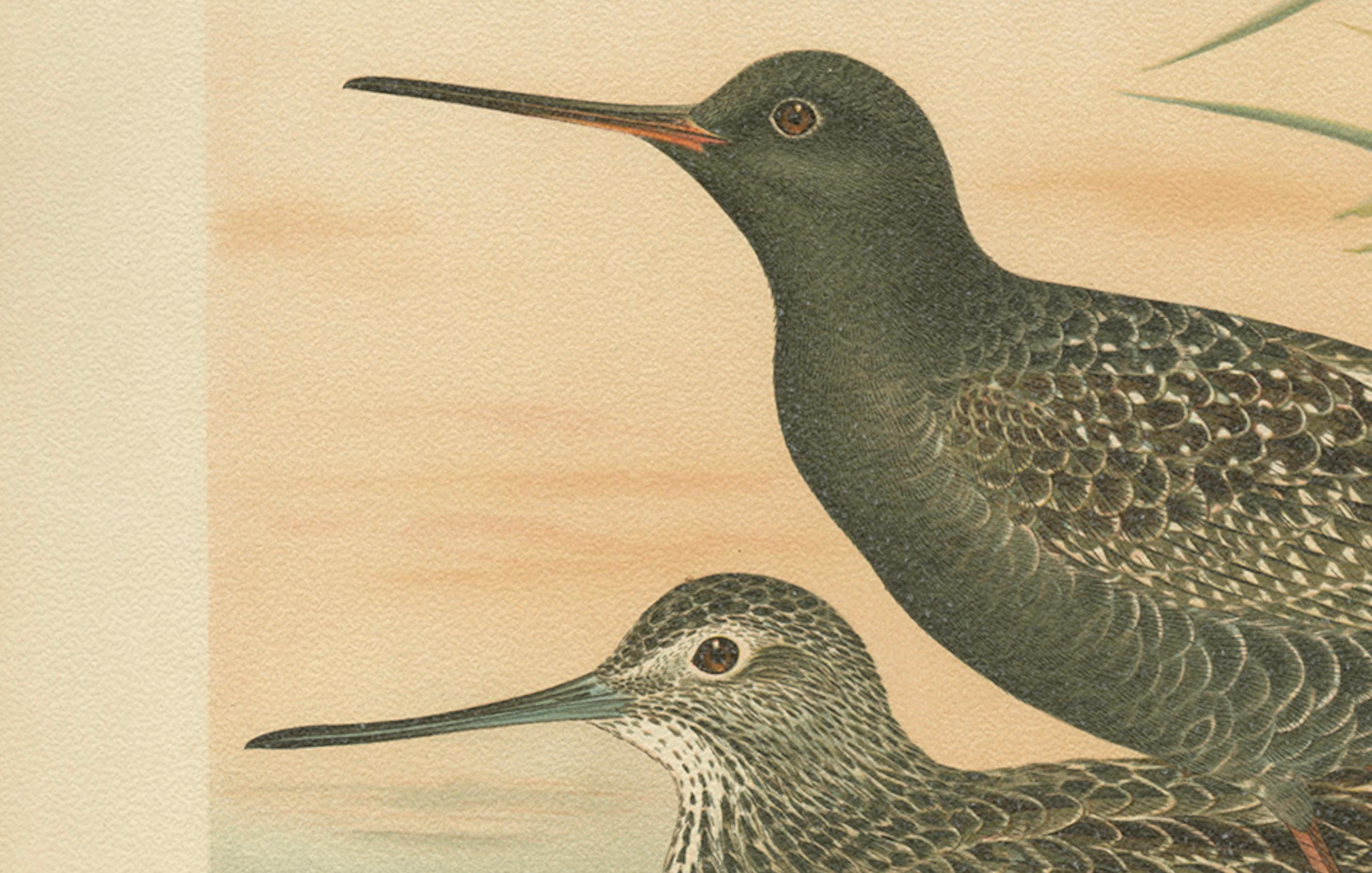 Paper Spotted Redshank and Greenshank, Antique Shorebird Lithograph c.1895 For Sale