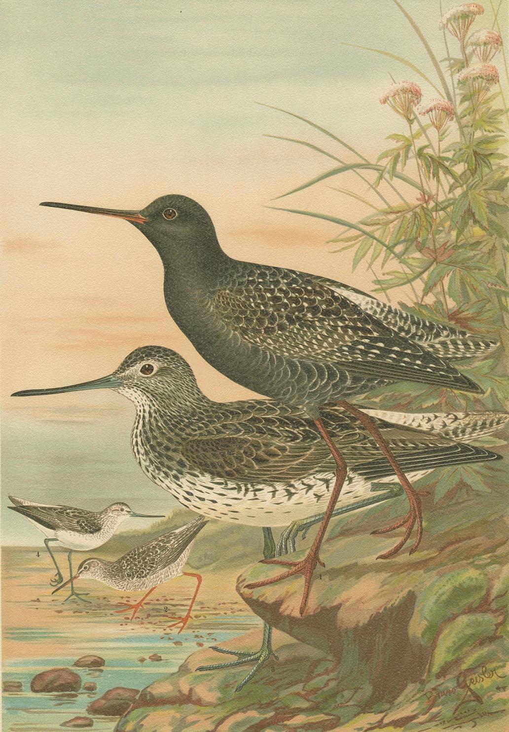 Spotted Redshank and Greenshank, Antique Shorebird Lithograph c.1895 For Sale 1