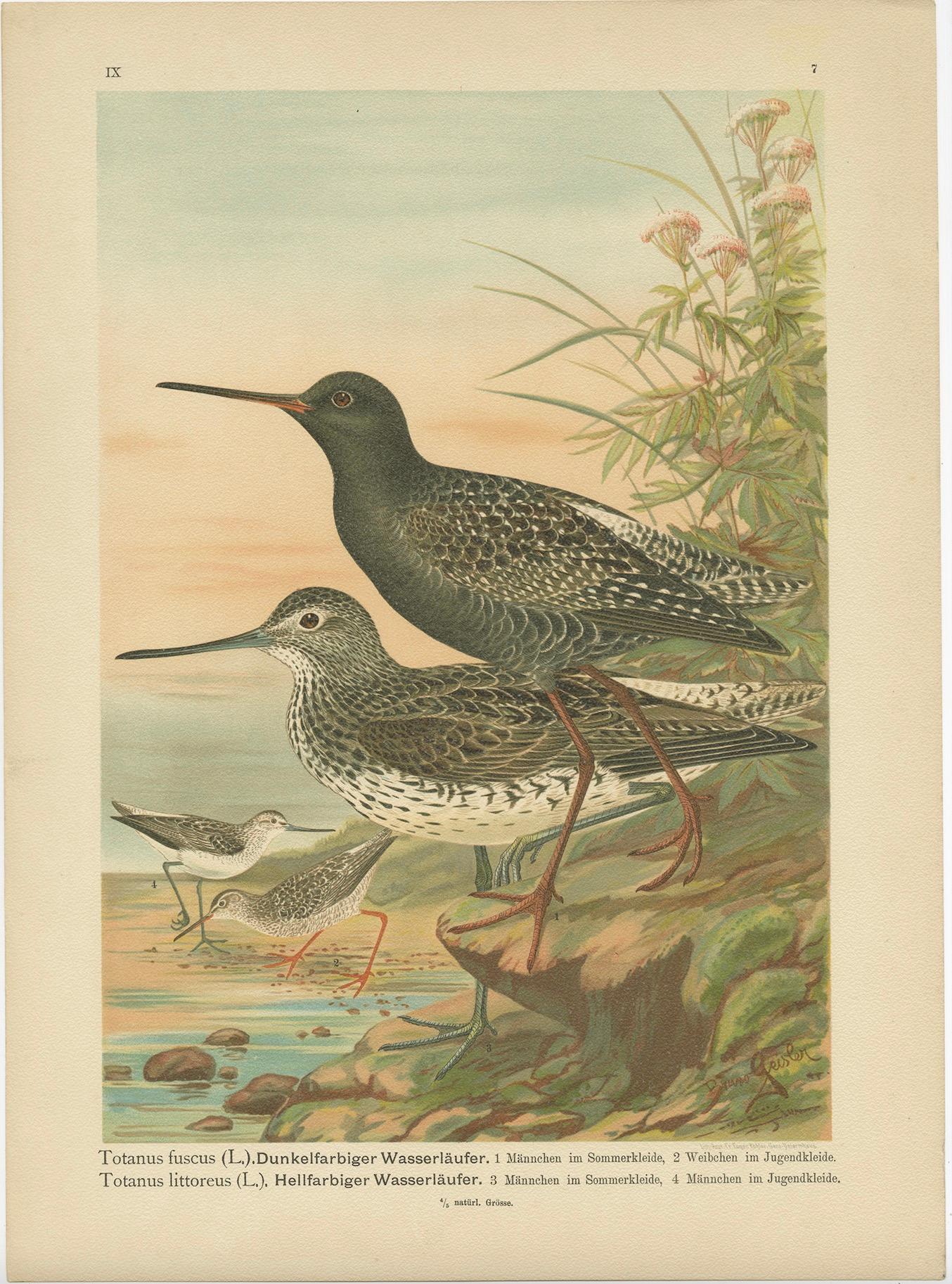 Spotted Redshank and Greenshank, Antique Shorebird Lithograph c.1895 For Sale 2