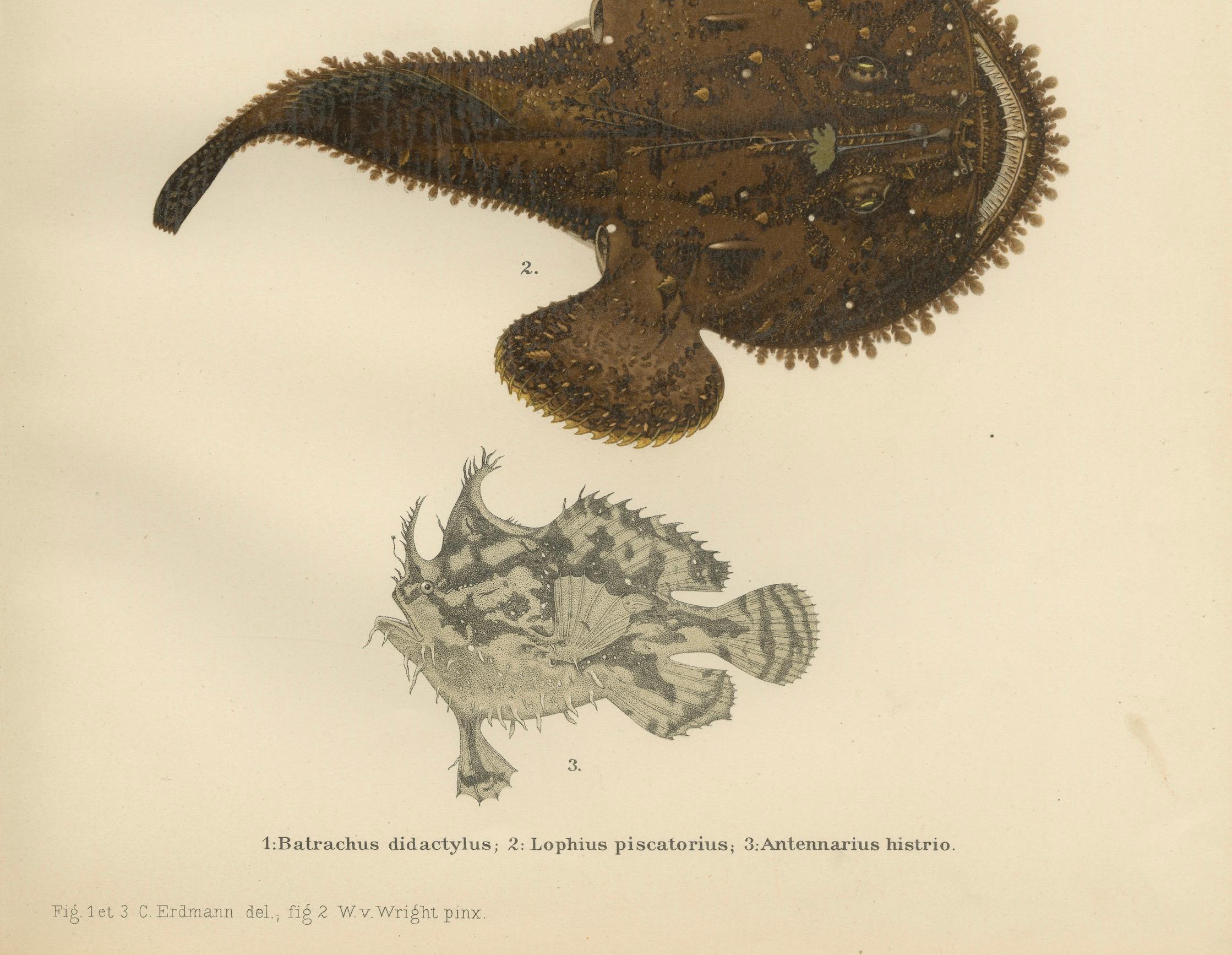 Spotted Toadfish, Anglerfish, and Frogfish - Unique Scandinavian Fish Lithograph  

This intriguing 19th-century lithograph from *Skandinaviens Fiskar* features three fascinating and unusual Scandinavian fish species: the Spotted Toadfish (Batrachus