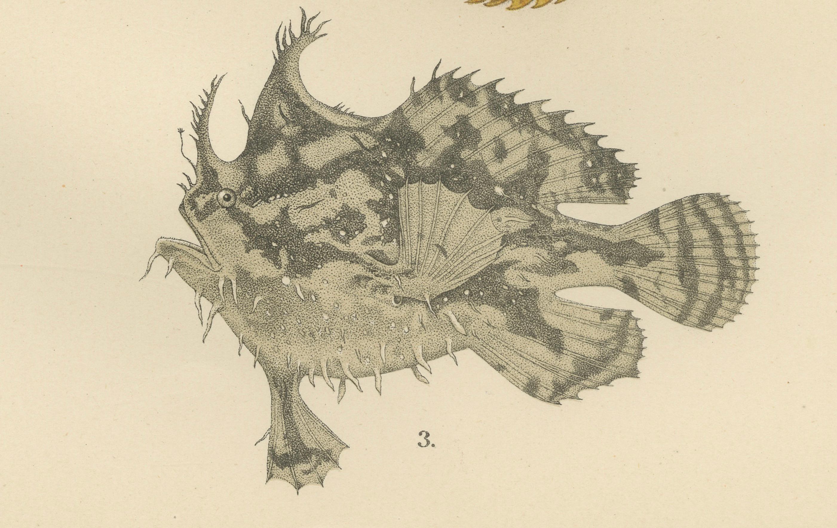 Spotted Toadfish, Anglerfish, and Frogfish - Unique Scandinavian Fish Lithograph In Good Condition For Sale In Langweer, NL